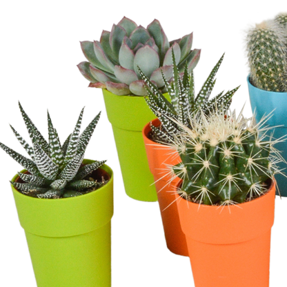 mix: 15 Cacti en vetplanten (plastic potjes)