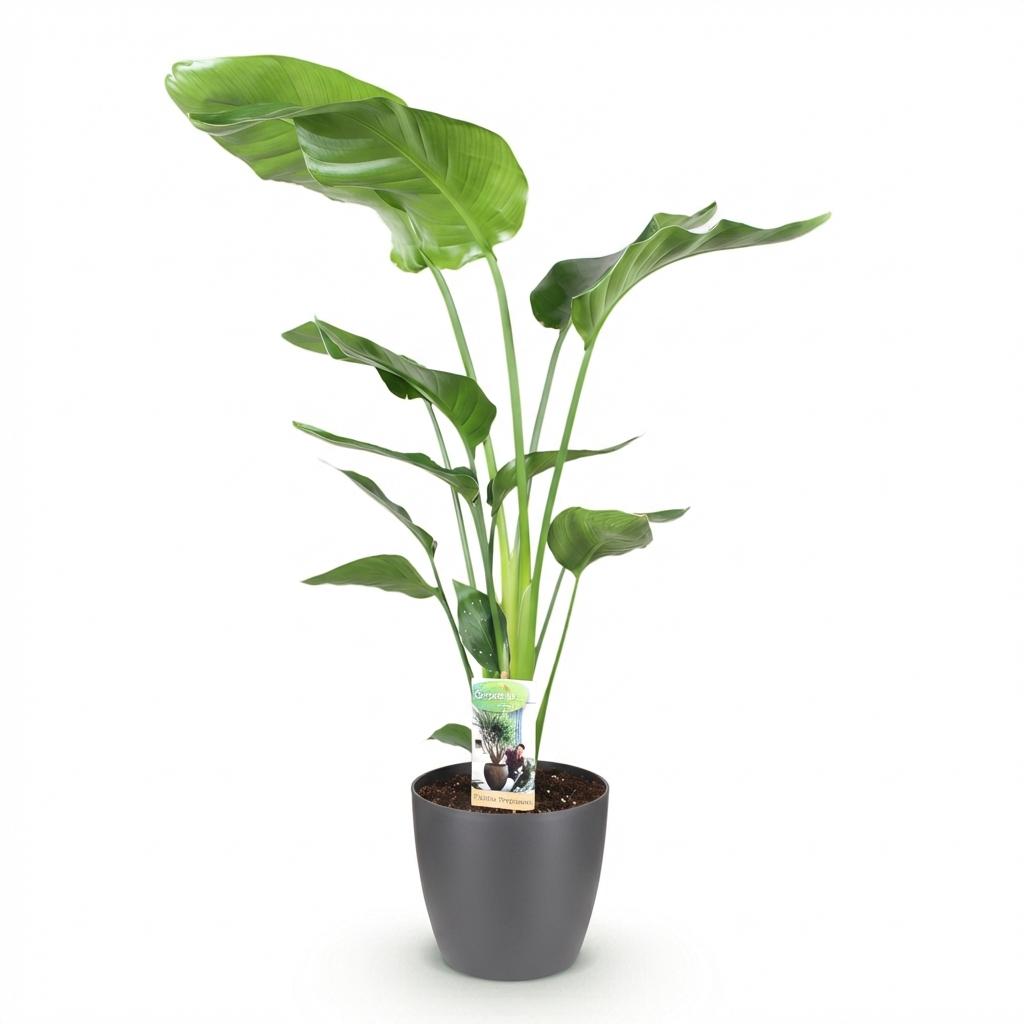 Strelitzia Nicolai 110-120cm