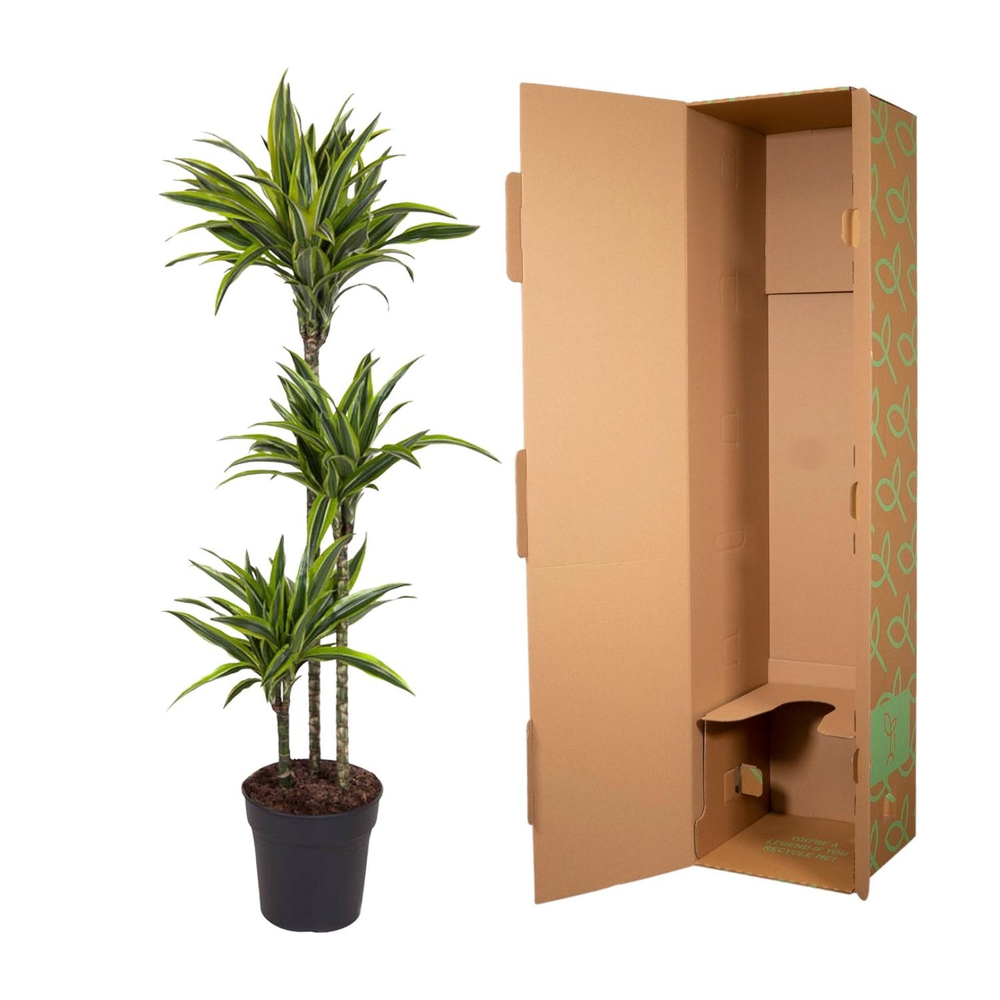 Dracaena Lemon Lime - 130 cm - ø24