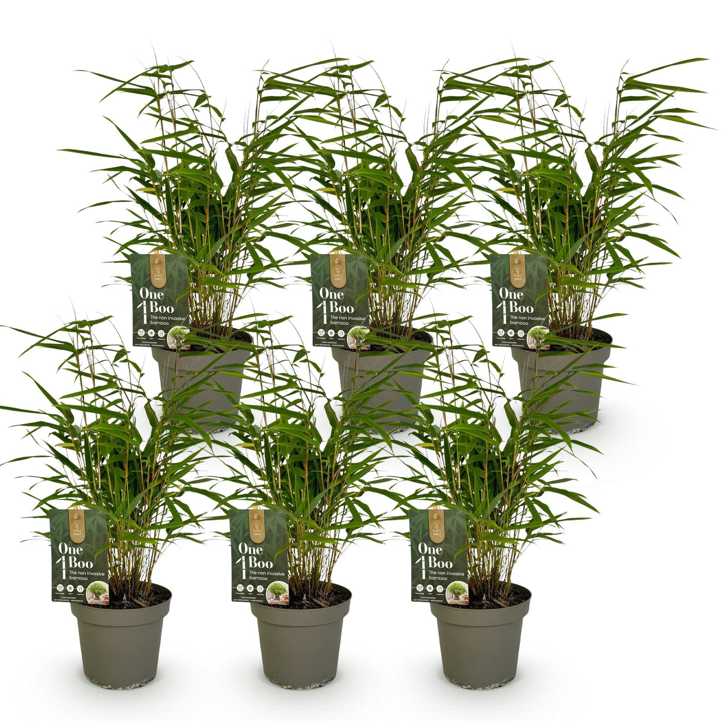 Bamboe: Fargesia Rufa (6 Planten)