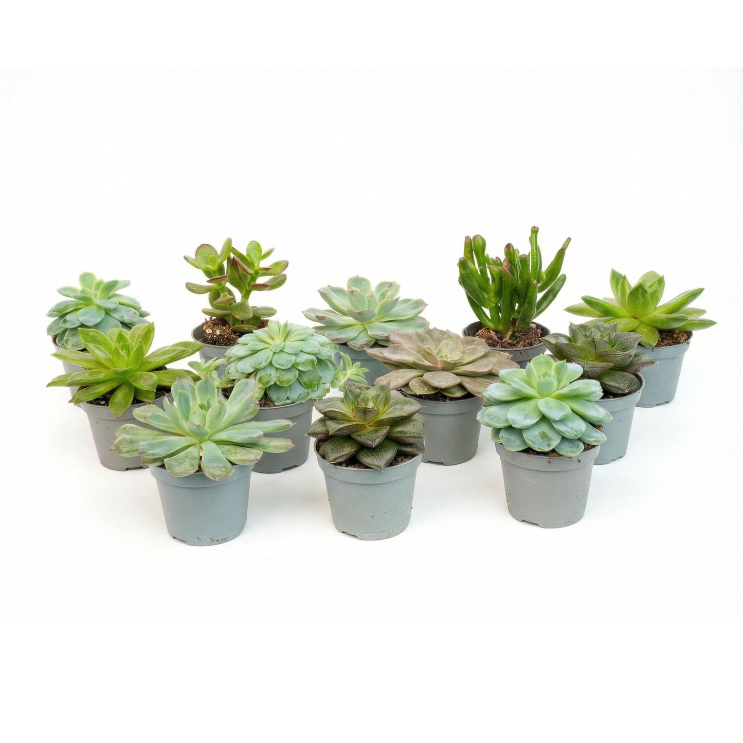 Mix: 12 Succulenten