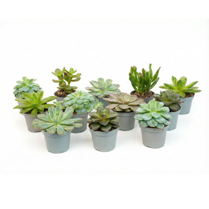 Mix: 12 Succulenten
