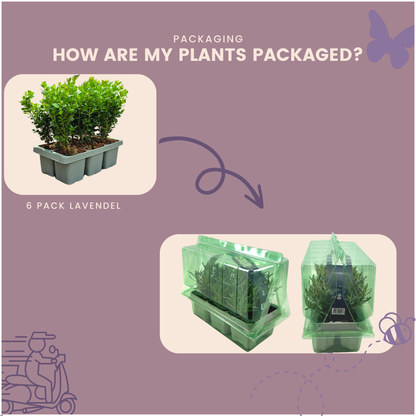 4 x 6-Pack Buxus NewGen Freedom – Winterharde Groenblijvende Struiken 24 x Ø7 cm - ↕15 cm