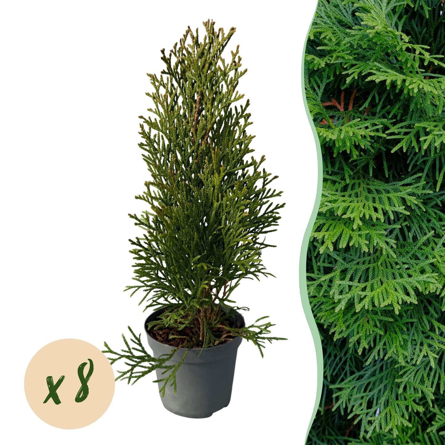 Thuja occidentalis Smaragd - blad groen - 8 planten - 1 strekkende meter - groenblijvend - pot 9cm hoogte 30-35cm