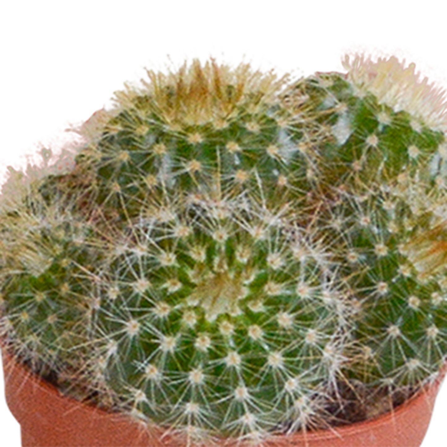 Mix: 10 Cacti 5.5 cm - zonder pot