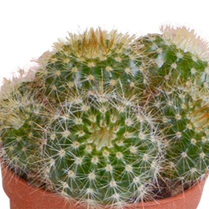 Mix: 10 Cacti 5.5 cm - zonder pot