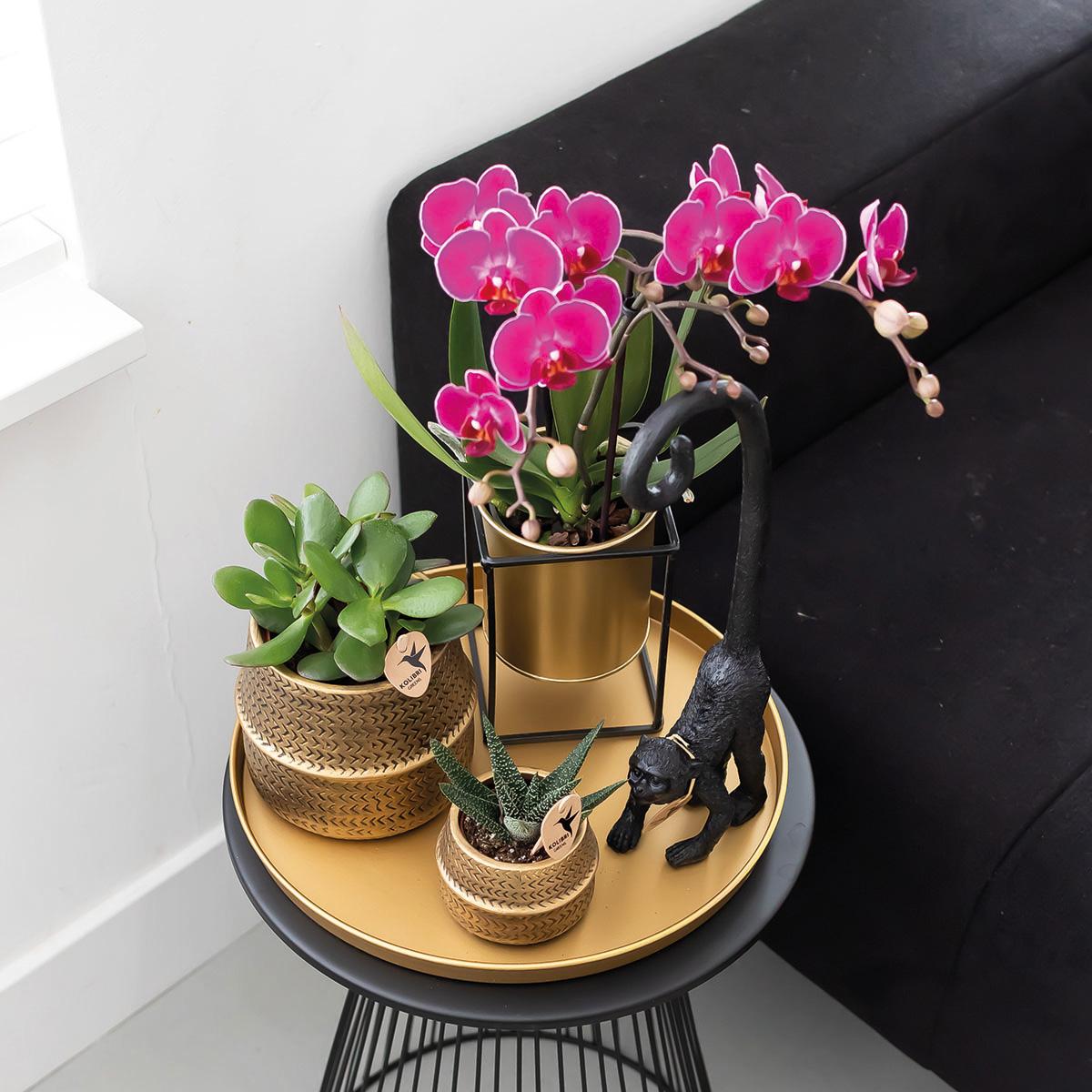 Duo deal: purple phalaenopsis