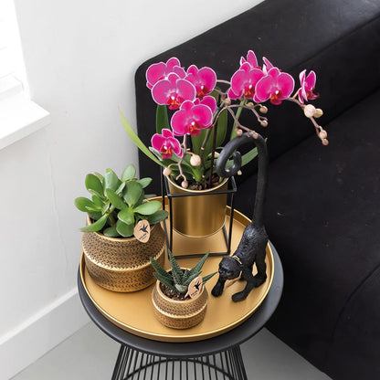 Duo deal: purple phalaenopsis