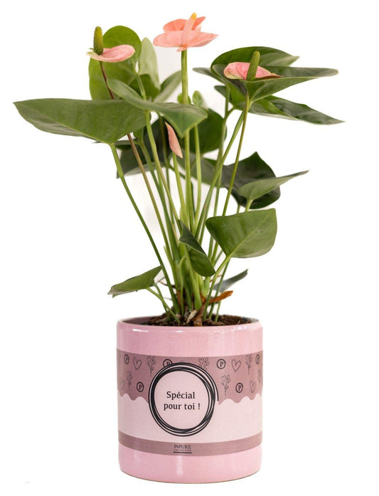 Combo: "Special pour toi" Anthurium Pink