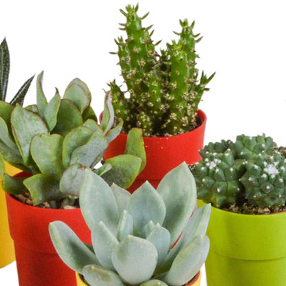 mix: 15 Cacti en vetplanten (plastic potjes)