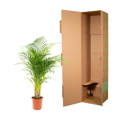 Areca palm
