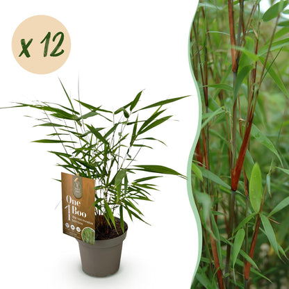 Bamboe: Fargesia Asian Wonder(12 Planten)