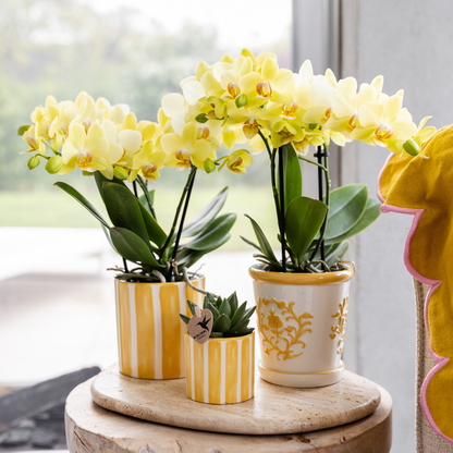 Gele Phalaenopsis