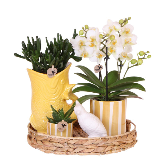 Giftset: Mediterranean Sunset