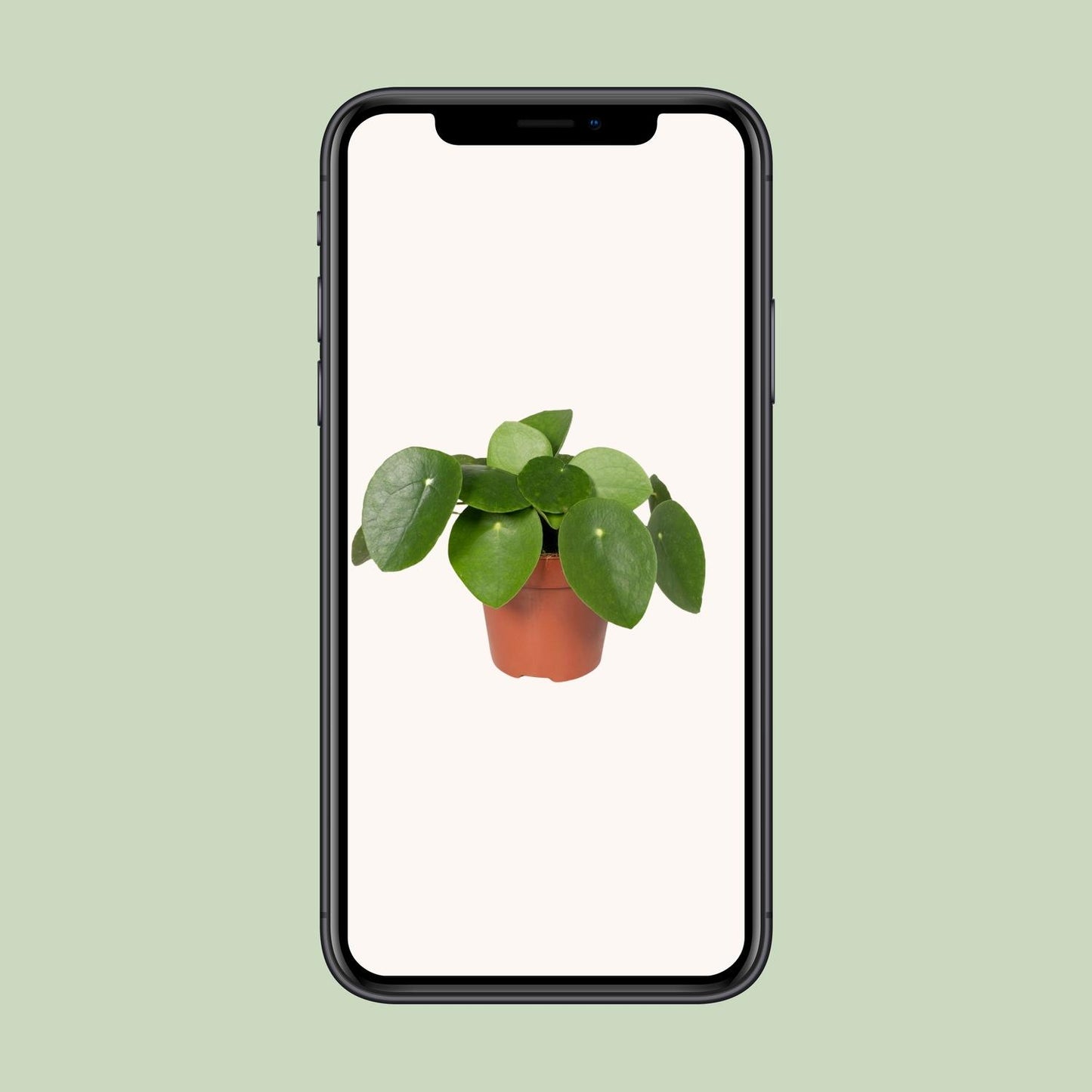Pilea Peperomiodes Ø12cm - ↕20cm