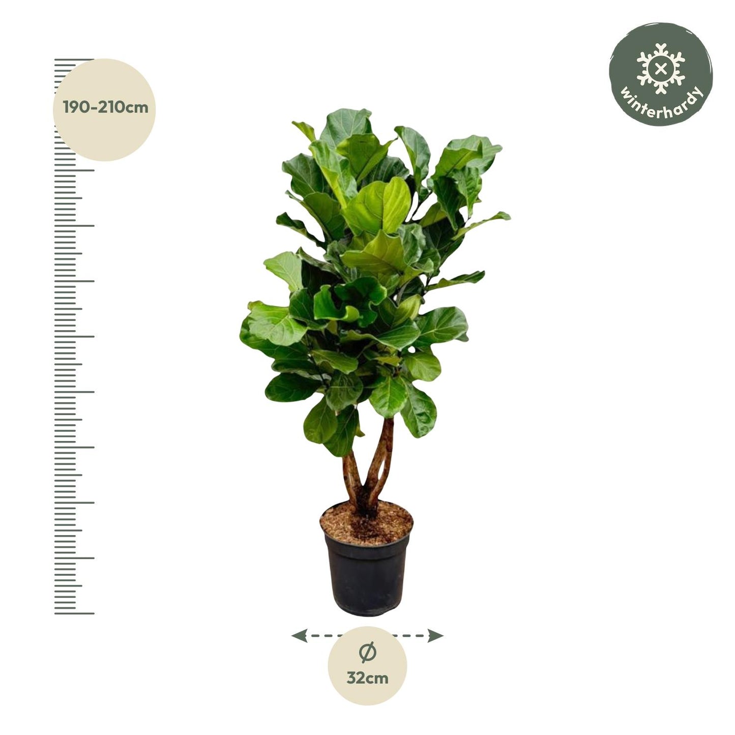 Ficus Lyrata vertakt XL - 200cm - ø34