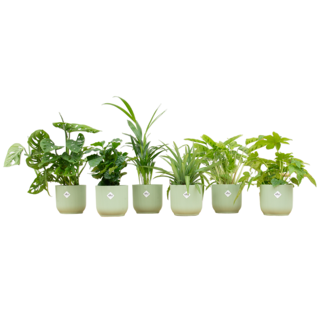 Surprise-box (6 planten)