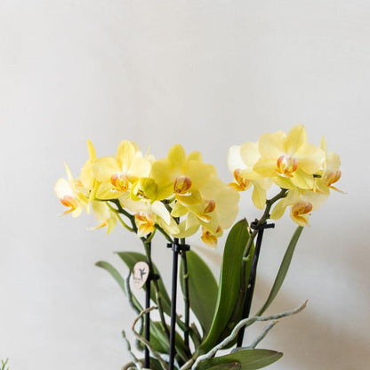 Giftset: Yellow Albenga