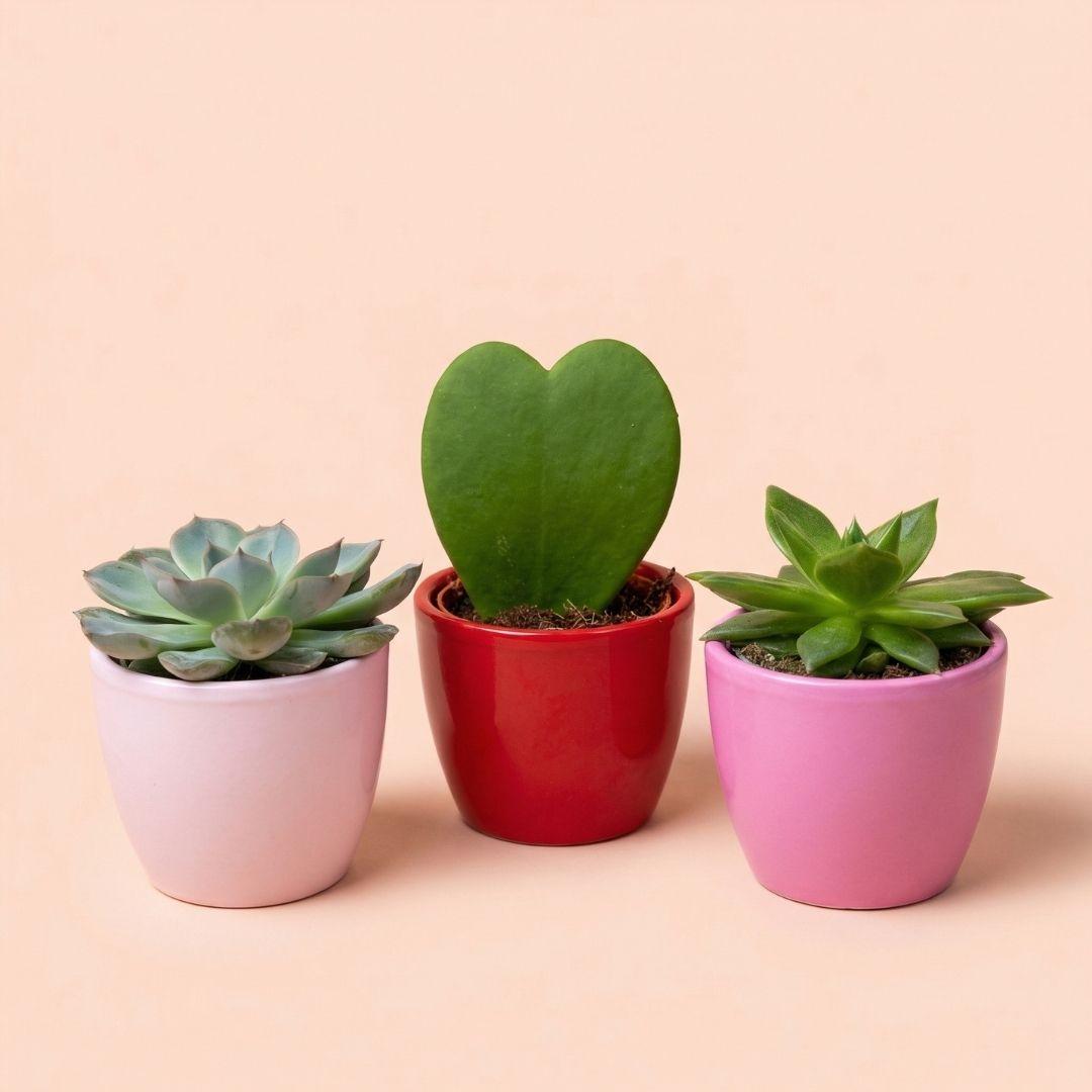 mix: Succulents (3 items)