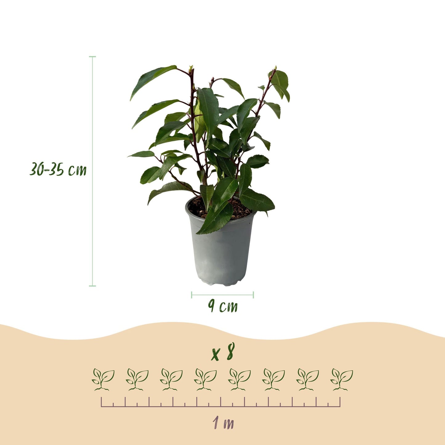 Prunus lusitanica Angustifolia - blad groen - 8 planten - 1 strekkende meter - groenblijvend - pot 9cm hoogte 30-35cm