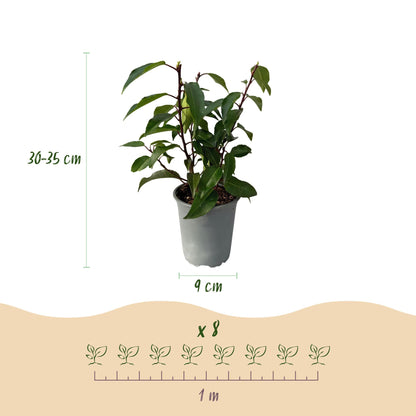 Prunus lusitanica Angustifolia - blad groen - 8 planten - 1 strekkende meter - groenblijvend - pot 9cm hoogte 30-35cm