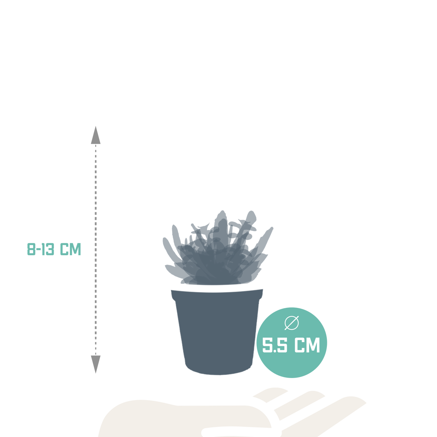 mix: 5 Vetplanten 5.5 cm - 5x - zonder pot