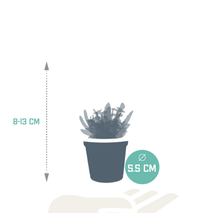 mix: 5 Vetplanten 5.5 cm - 5x - zonder pot