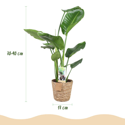 Duo-deal: Strelitzia Nicolai (in baskets)