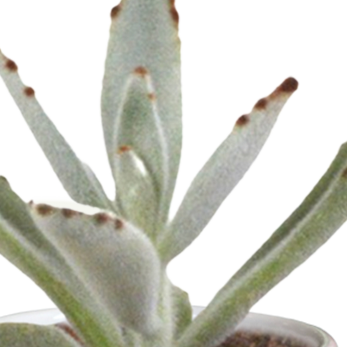 Mix: 15 stuks Cacti en vetplanten 5.5 cm - in witte pot