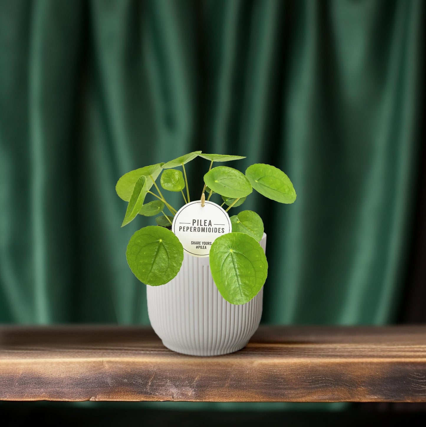 Pilea Peperomioides - Ø13cm - ↕20cm (aluminiumplant)