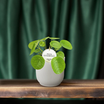 Pilea Peperomioides - Ø13cm - ↕20cm (aluminiumplant)