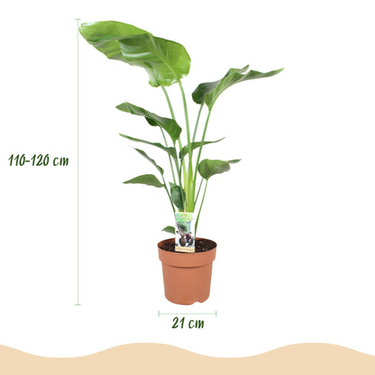 Strelitzia Nicolai 110-120cm