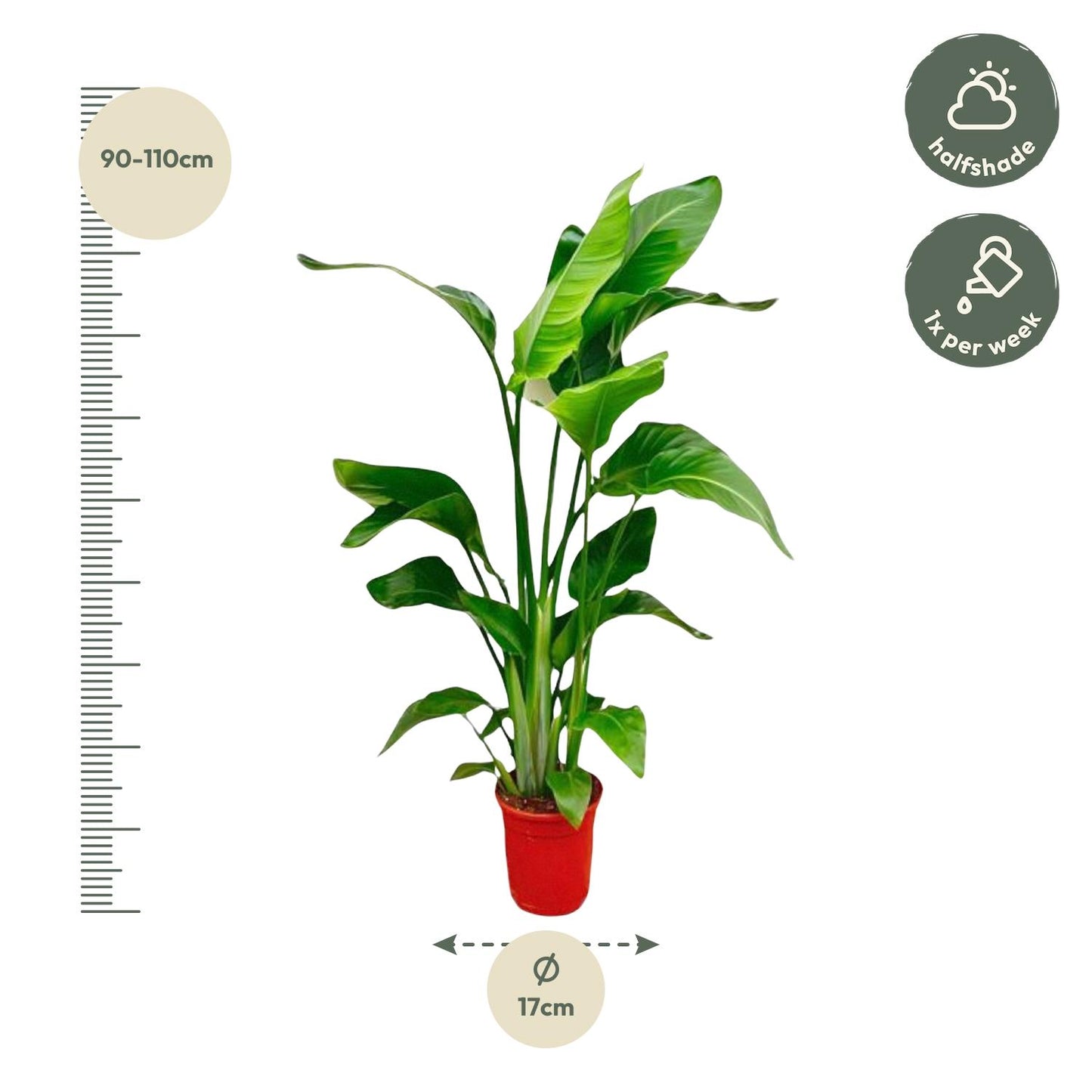 Strelitzia Nicolai - 80-100 cm - ø17