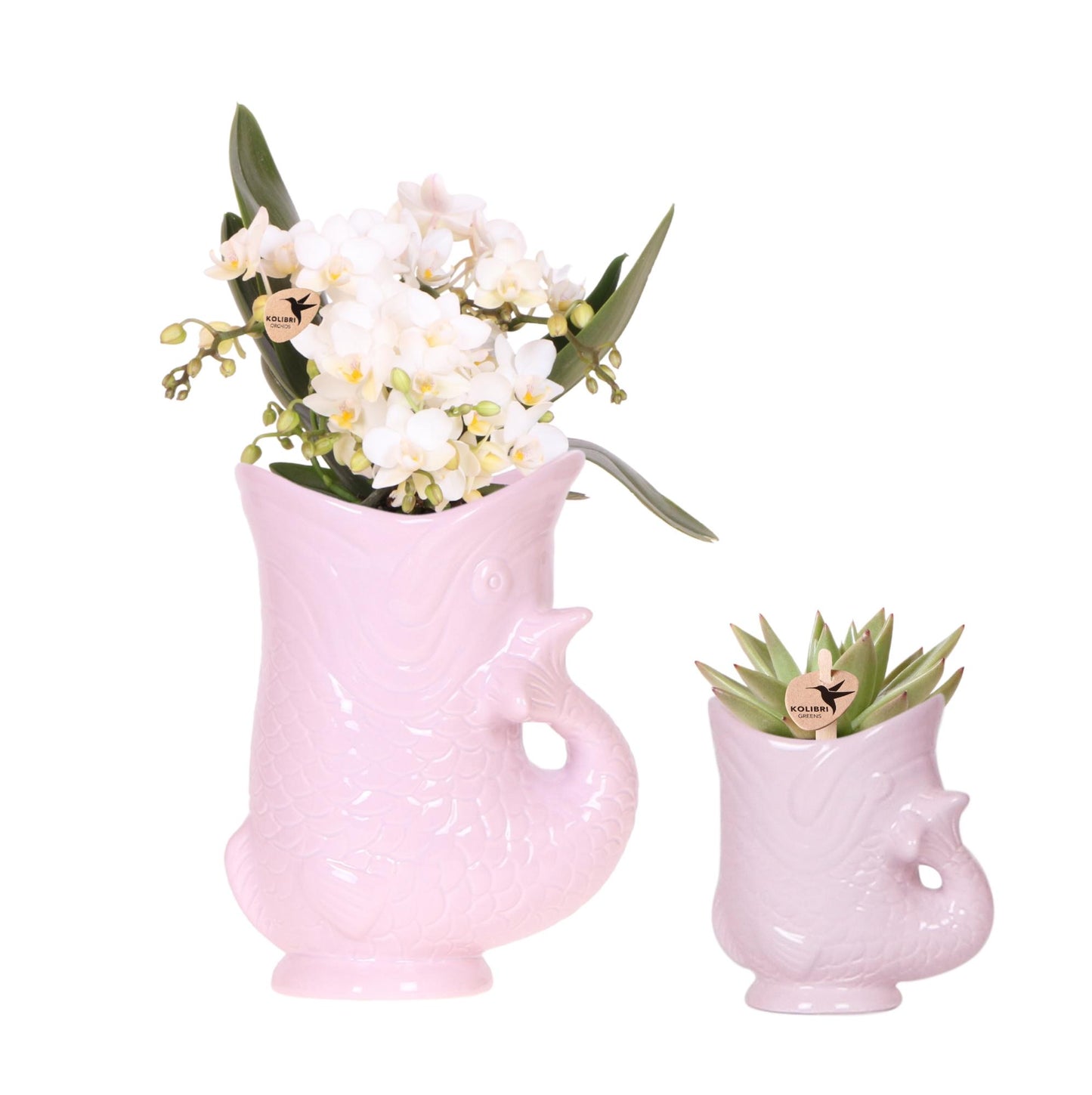 Set: Witte Nazaré + succulent (Fish sierpot roze)