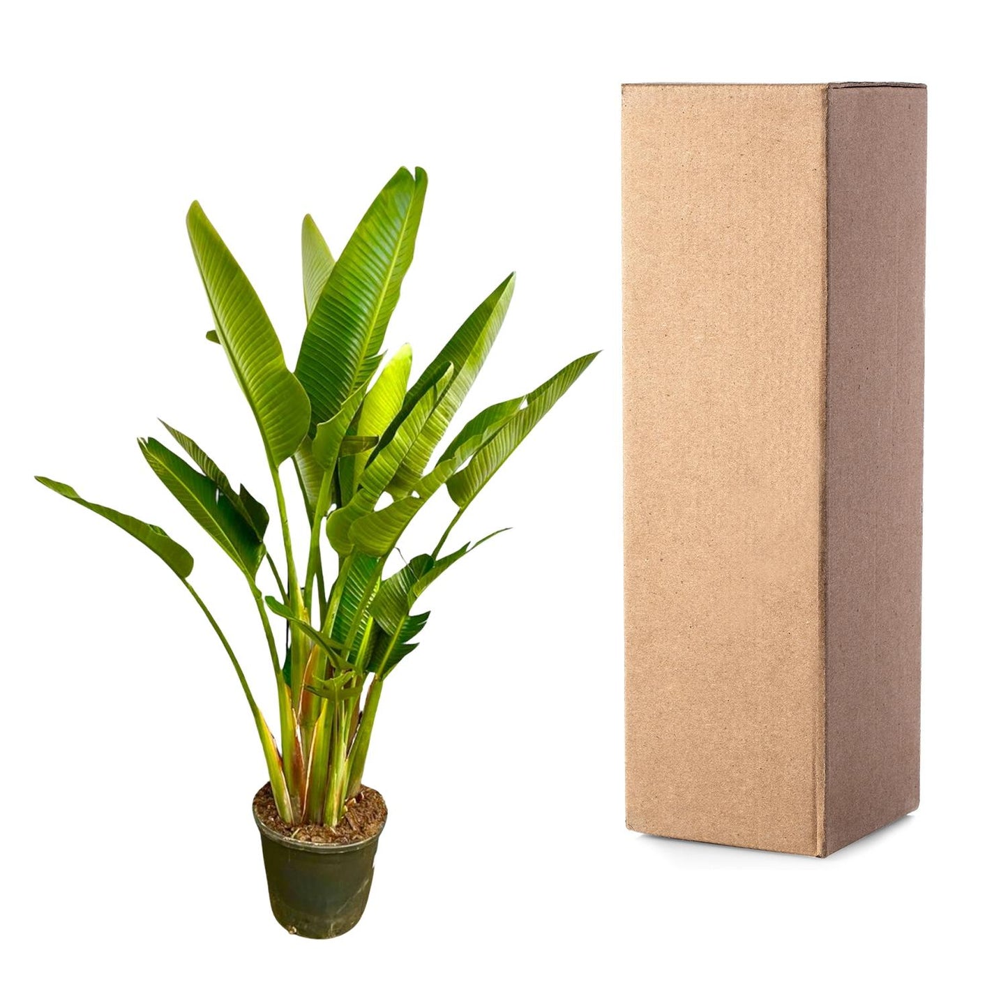 Strelitzia Augusta multi stam XXL - 225 cm - ø32