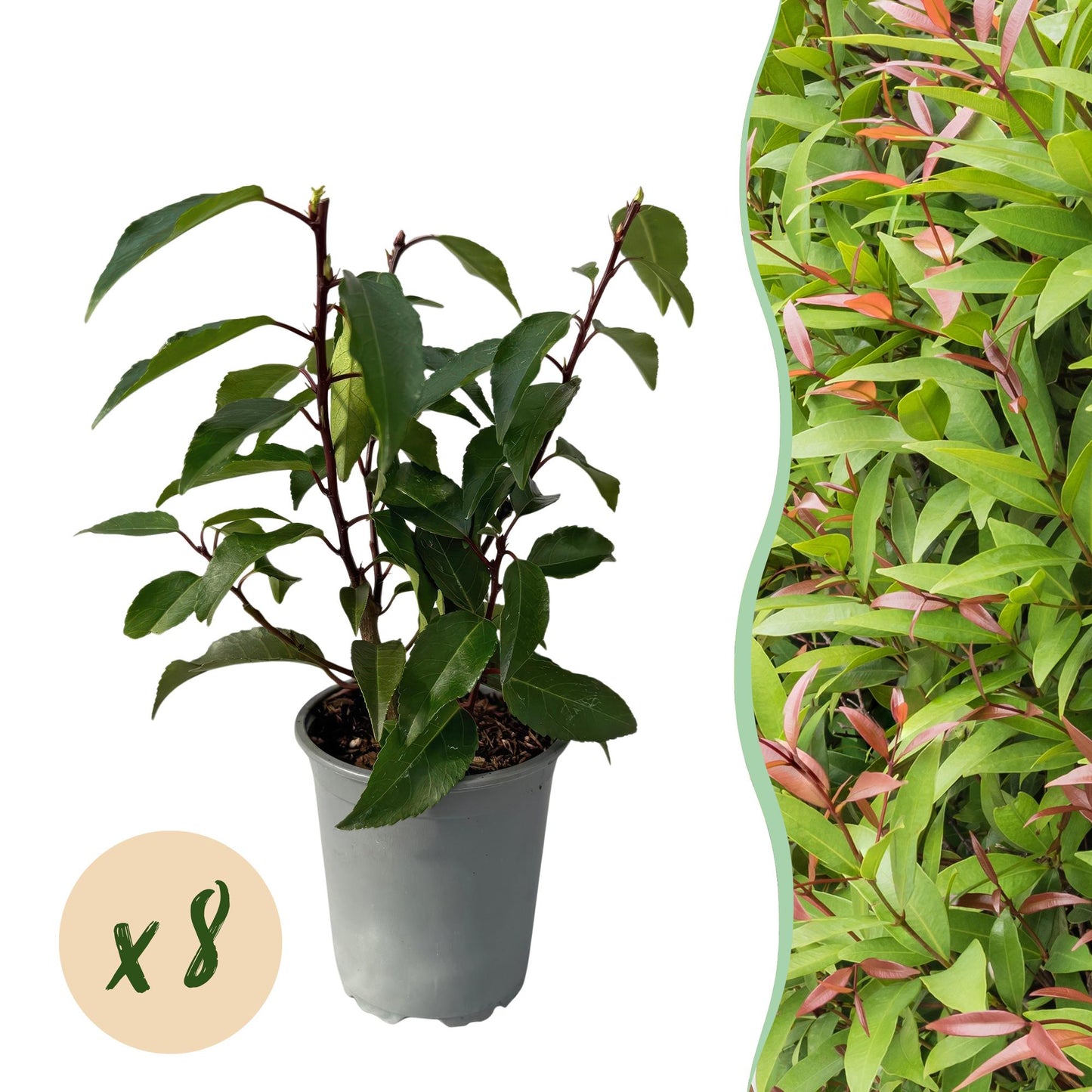 Prunus lusitanica Angustifolia - blad groen - 8 planten - 1 strekkende meter - groenblijvend - pot 9cm hoogte 30-35cm