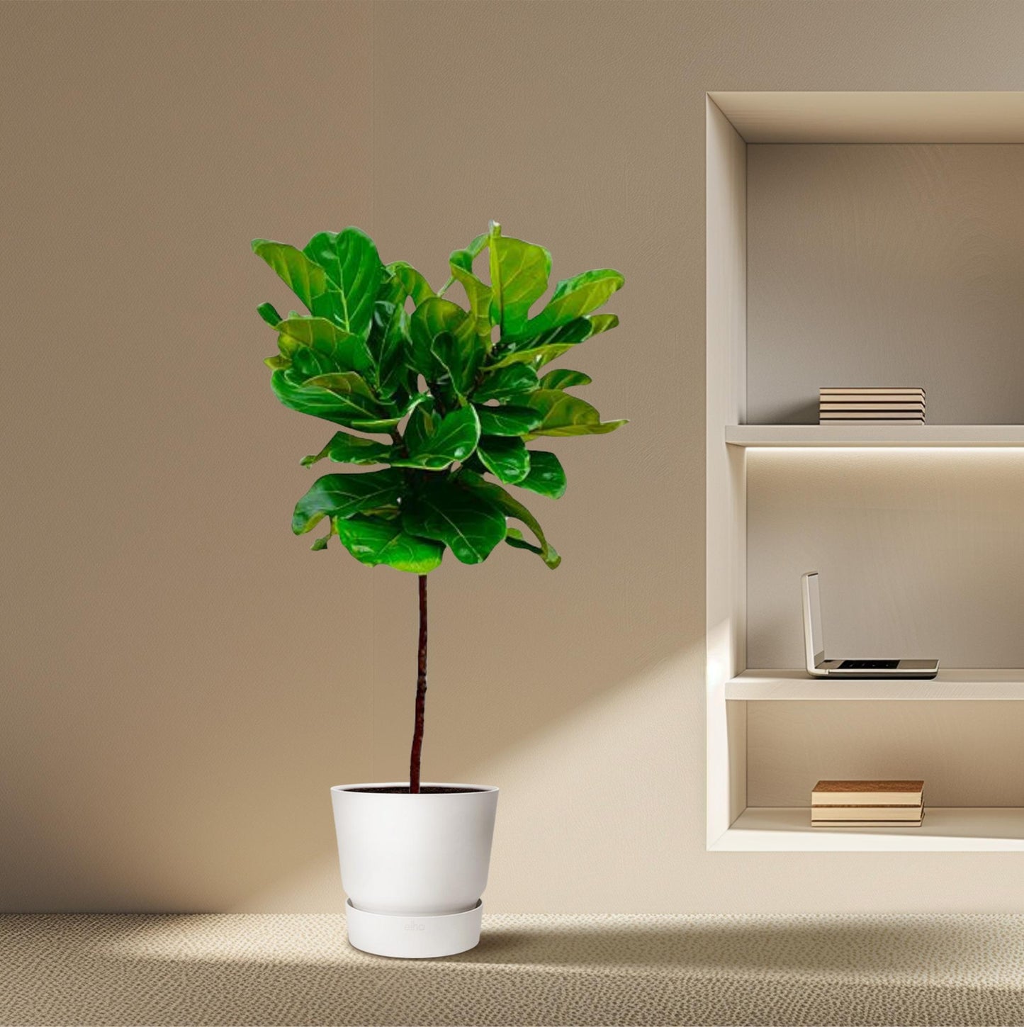 Ficus Lyrata stam - 130 cm - ø24