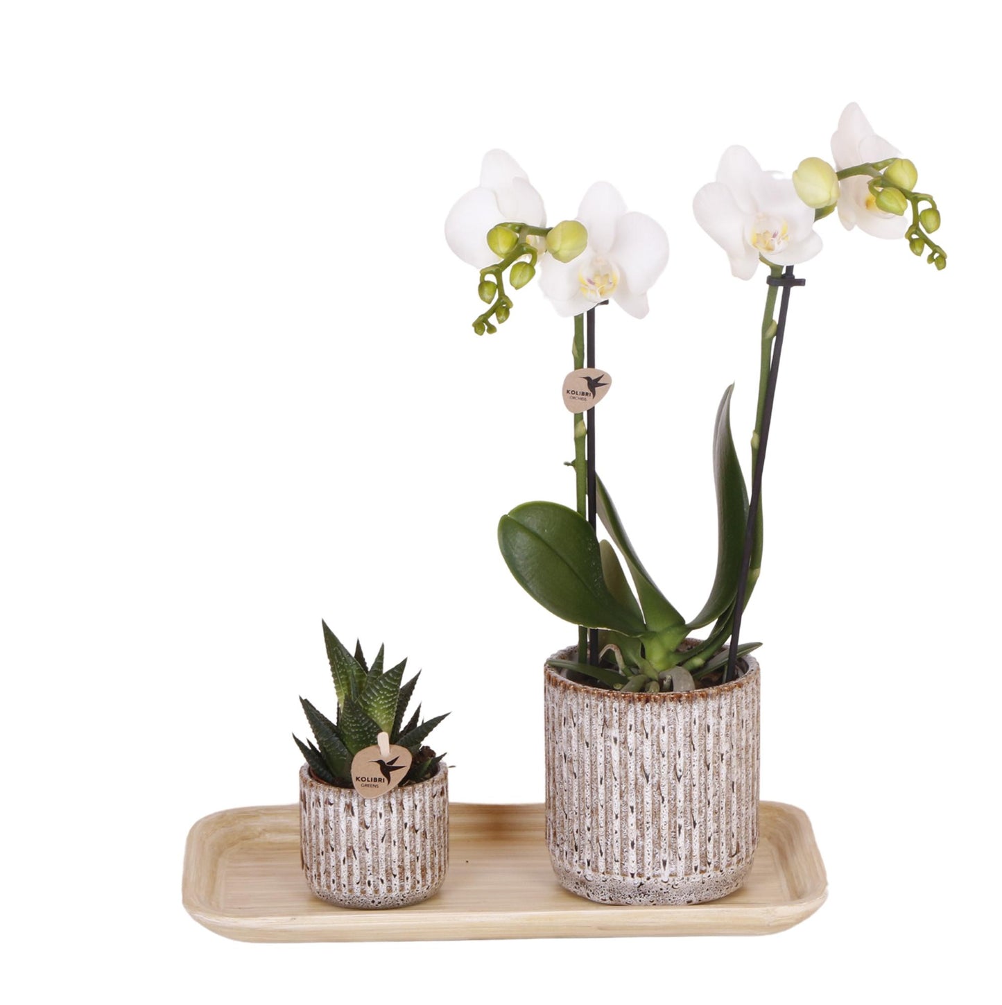 Giftset: Untamed Nature