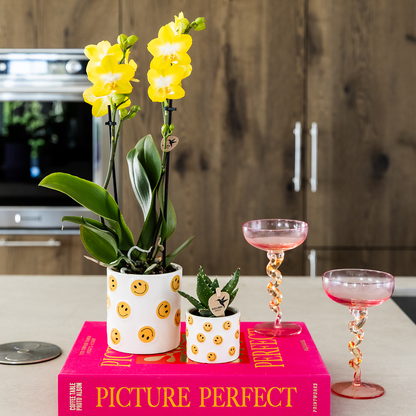 Giftset: Yellow Phalaenopsis Albenga