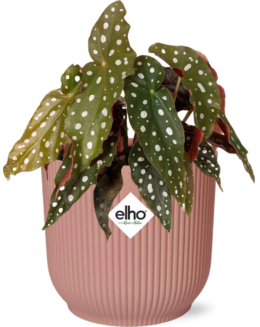 Begonia Maculata + ELHO Vibes Fold 14cm roze