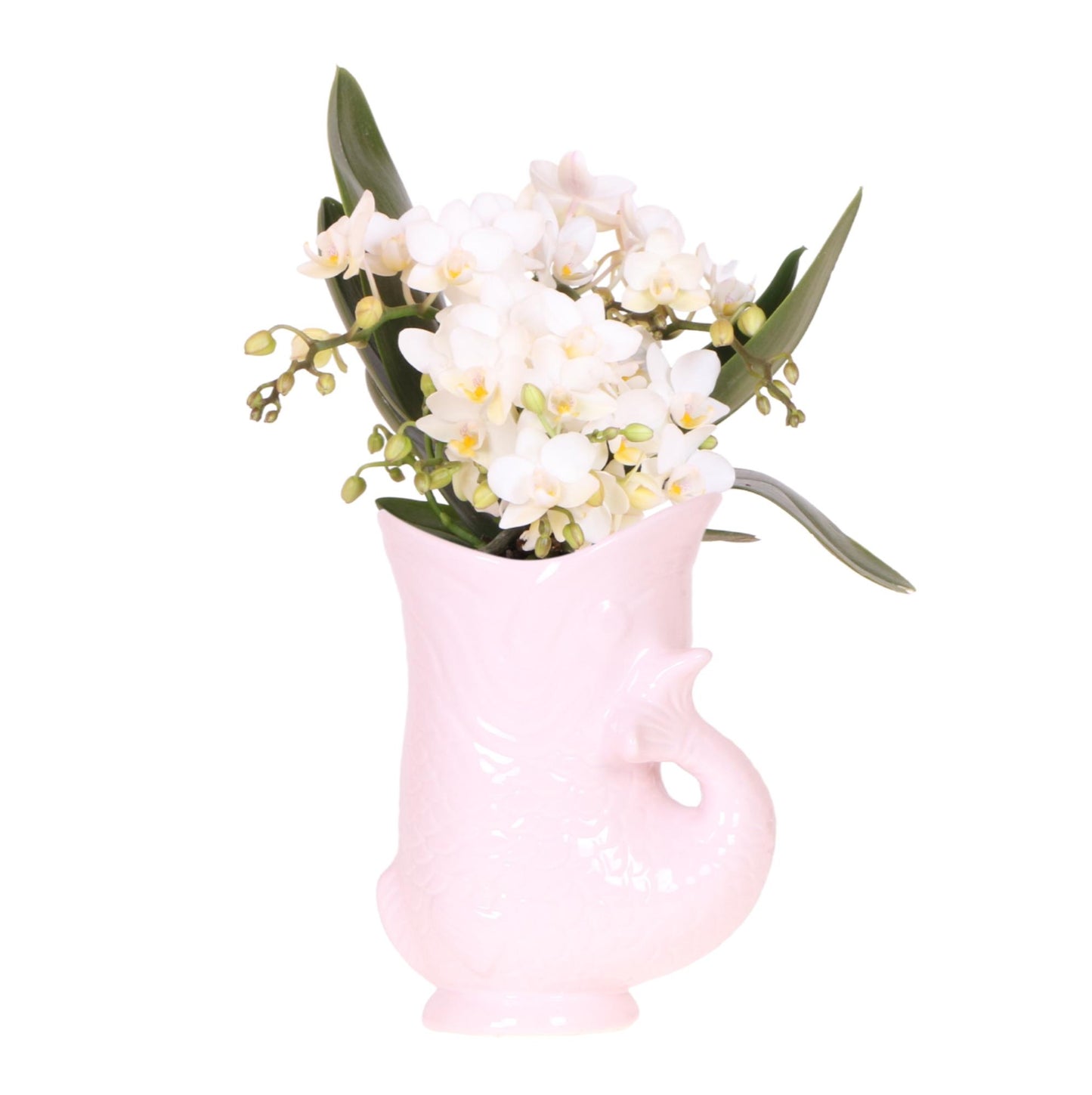 Combo: White Nazaré (Fish pot pink)
