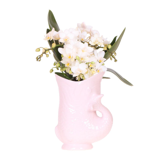 Combo: Witte Nazaré (Fish pot roze)