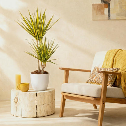 Dracaena Sunray in witte Pot. Hoogte 90-100cm