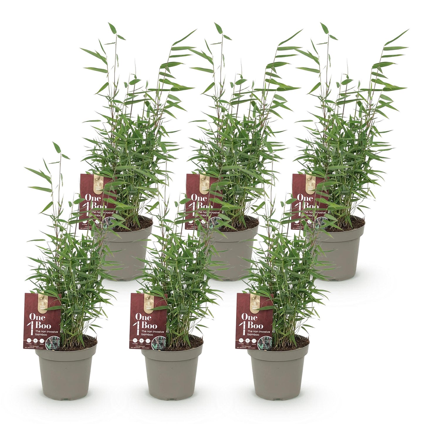 Bamboe: Fargesia Red Dragon (6 Planten)