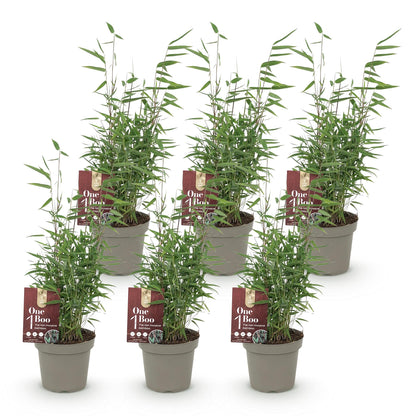 Bamboe: Fargesia Red Dragon (6 Planten)