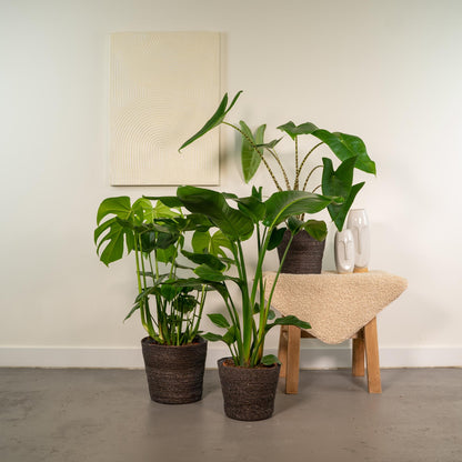 Trio-deal: Monstera + Alocasia + Strelitzia