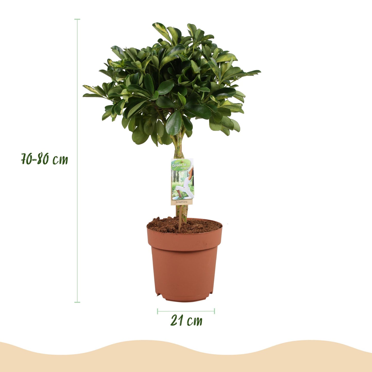 Combo: Schefflera Gold Capella (Pot Wit)