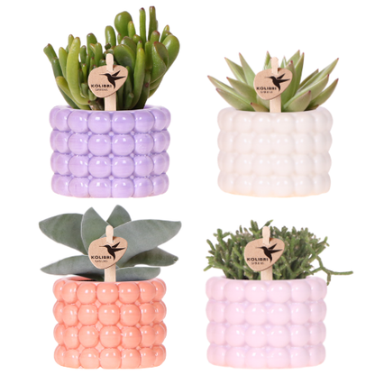 Set: Poppy Mix