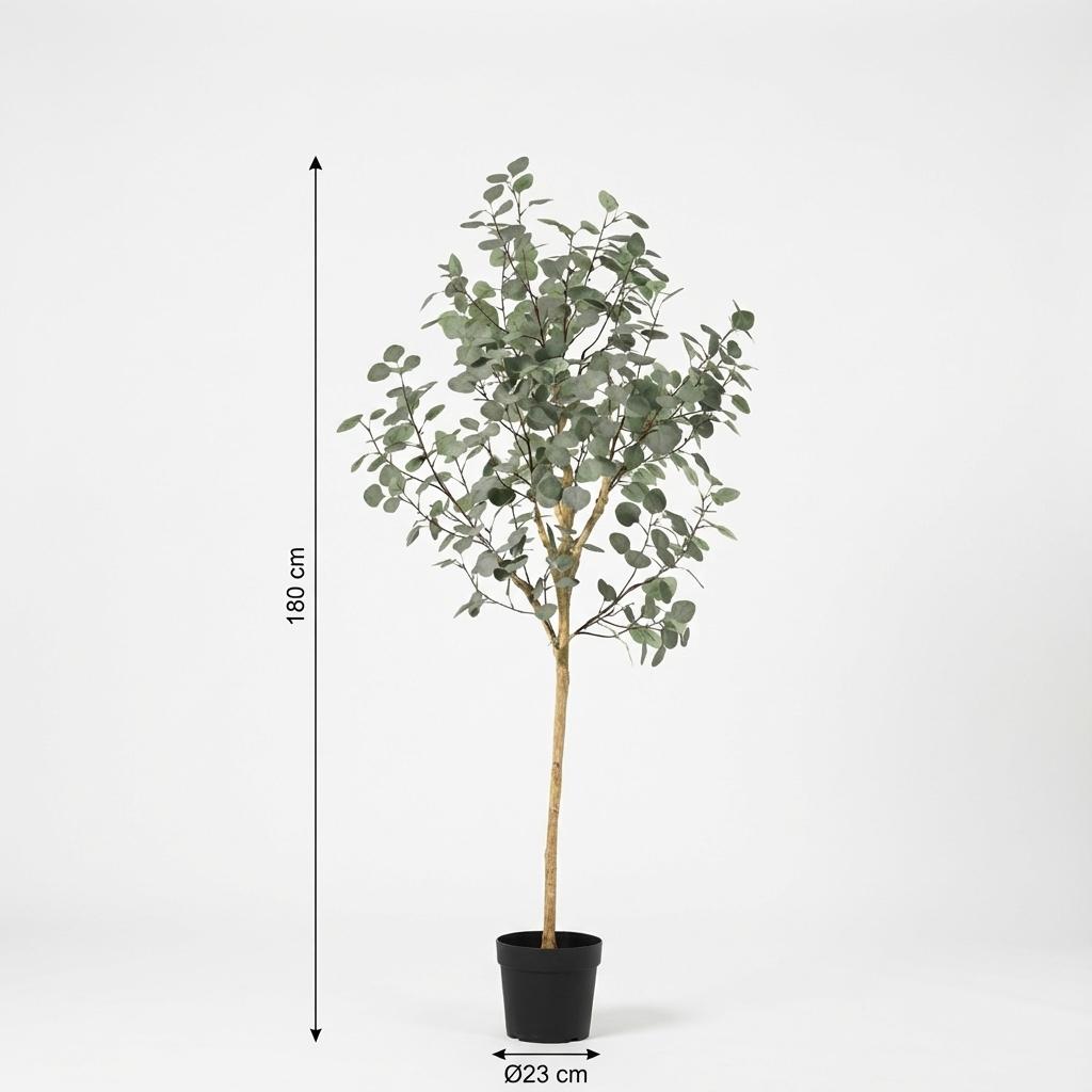 Eucalyptus