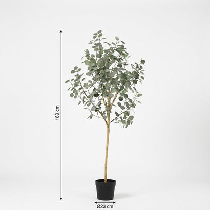 Eucalyptus